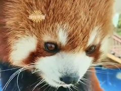 -栾川竹海野生动物园