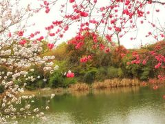 -桃花岛景观公园