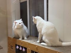 -有猫主题·治愈系猫咖(曾厝垵店)
