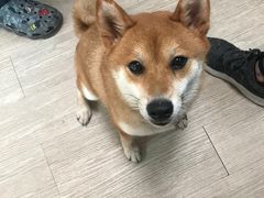 -柴犬高等学院·狗咖·柴犬售卖·宠物训练