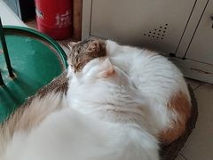 -平行世界·猫咖(首经贸店)