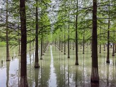 -泗洪洪泽湖湿地景区