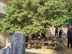 -青岛崂山太清宫