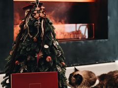 -布歌东京(益田假日店)