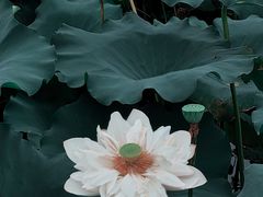 -荷塘月色湿地公园·向阳花洲