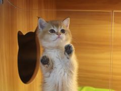 -猫十亿·布偶金渐层·曼基康矮脚猫舍(青年路店)