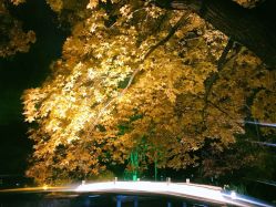 -钓鱼台国宾馆餐厅·宴会厅