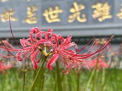 -西安大兴善寺