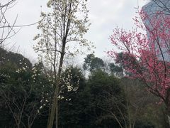 -百林公园-两江幸福广场