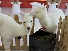 -RU DUCK柯尔鸭公社·撸鸭俱乐部·羊驼·小香猪