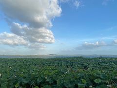 -七的湖·晚芳亭·阳澄湖农家菜·大闸蟹(莲花岛店)