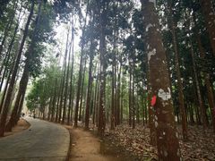 -中国科学院西双版纳热带植物园