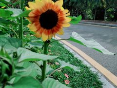 -深圳仙湖植物园-停车场