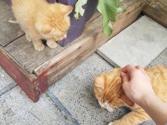 -知亘茶食