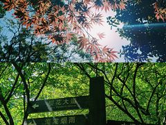 -南山植物园