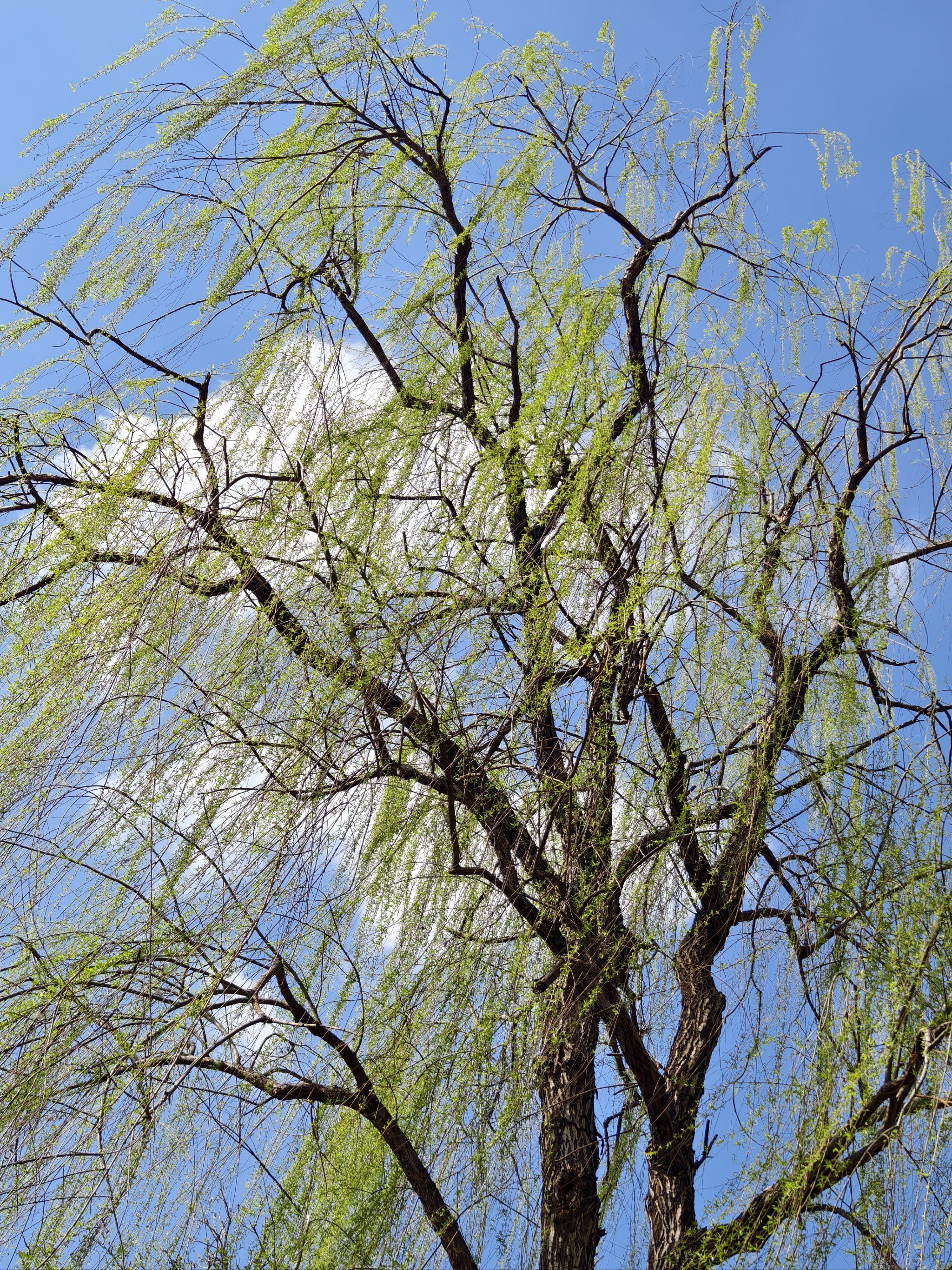 你猜这吹的是什么风