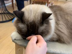 -Let's go狗咖·猫咖·奶狗·桌游(春熙路IFS店)