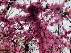 -大兴滨河森林公园