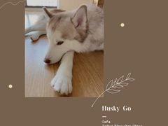-Husky Go! 哈士奇体验馆·宠物咖啡厅狗咖