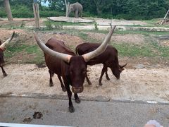 -清迈夜间动物园