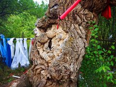 -塞罕坝国家级自然保护区