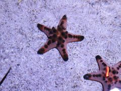 -暹罗海洋世界