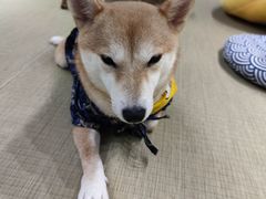 -逗柴咖啡屋·狗咖猫咖宠物桌游