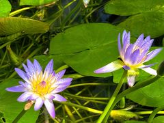 -国家植物园南园