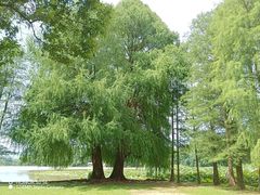 -南宁良凤江国家森林公园