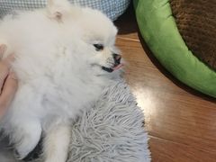 -汪说·狗咖·拼豆·宠物周边DIY(旺城大厦店)