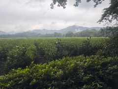 -龙井壹号·茶缘山景宴(龙井村店)