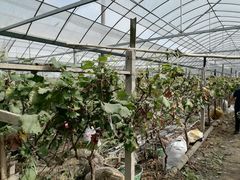 -马陆小张葡萄园农家乐