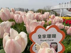 -荷兰花海