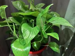 -观唐足道SPA养生会馆(南湖店)