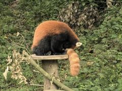 -都江堰中华大熊猫苑