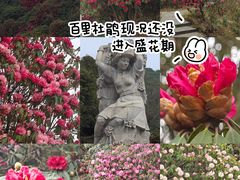 -贵州百里杜鹃风景名胜区