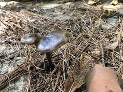 -铁山坪森林公园