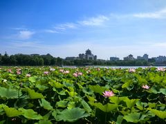 -莲花池公园