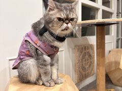 -楼上猫咖(罗湖店)