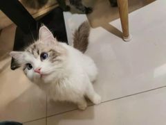 -平行世界·猫咖(首经贸店)