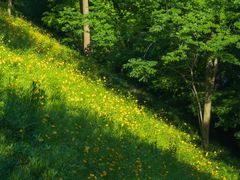 -西湖风景区-江洋畈生态公园