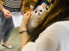 -欣宠猫屋·矮脚拿破仑·蓝金金渐层