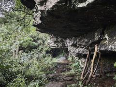 -天目山大树王景区