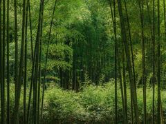 -杭州植物园