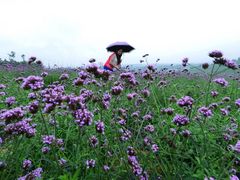 -紫颐香薰山谷景区