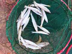 -碧桂园十里银滩