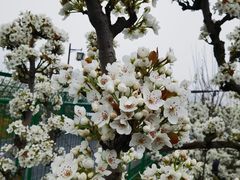 -树山生态村