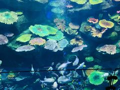 -暹罗海洋世界