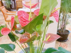 -杭州香格里拉·香宫中餐厅