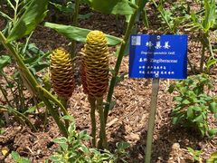 -中国科学院西双版纳热带植物园